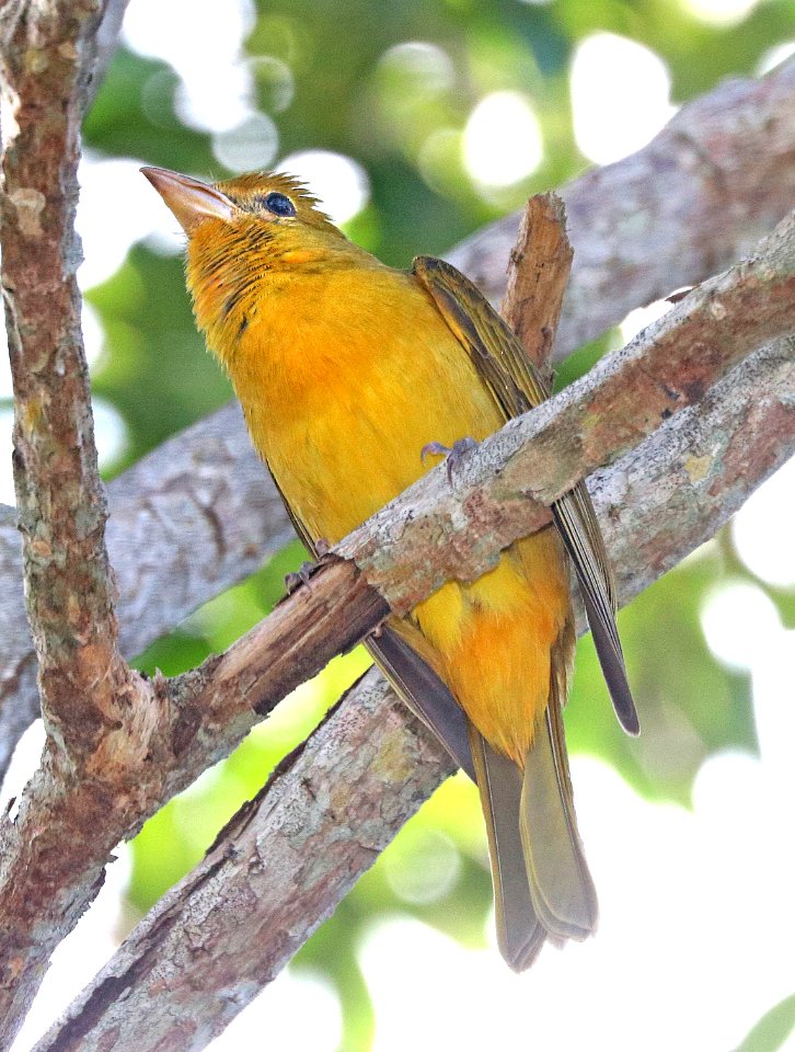 911 - SUMMER TANAGER (1-7-2020) brewer park, south miami, miami-dade co, fl -03