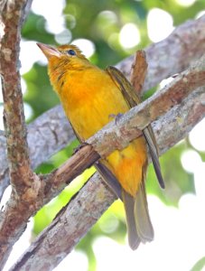 911 - SUMMER TANAGER (1-7-2020) brewer park, south miami, miami-dade co, fl -03