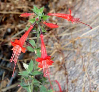 WHETSTONE MTS, Karchner Caverns Guindani Traill, Cochise Co, Az  (11-17-2019) -08 HUMMINGBIRD TRUMPET (Zauschneria californica)