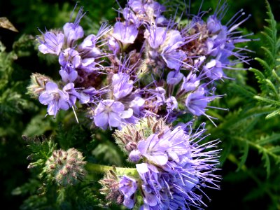 Phacelia photo