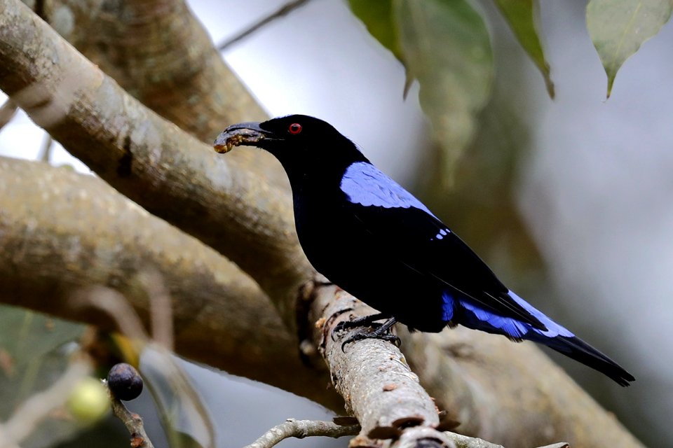 15I5920 Asian Fairy-bluebird