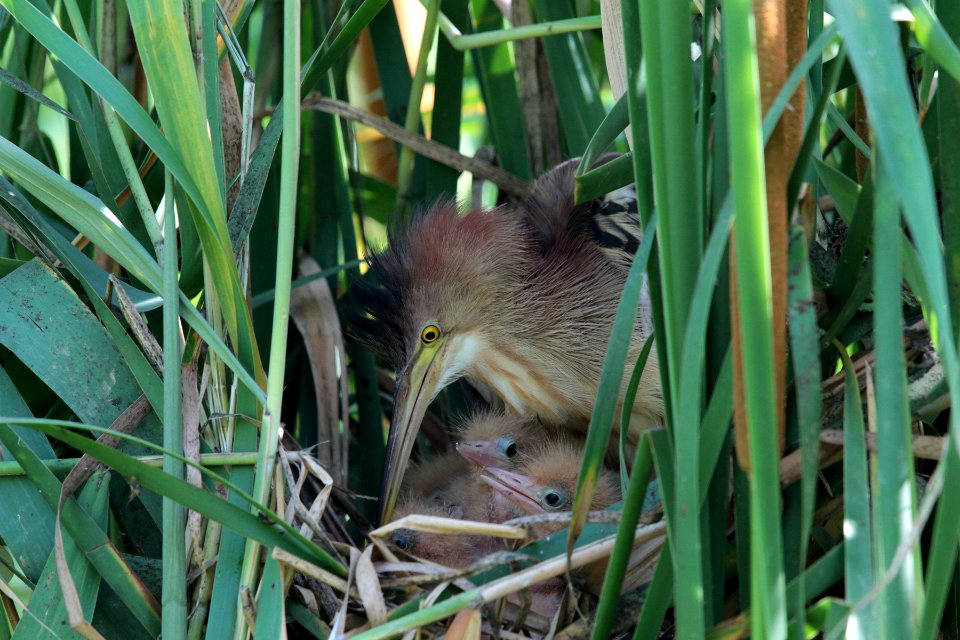 A72D2952 yellow bittern