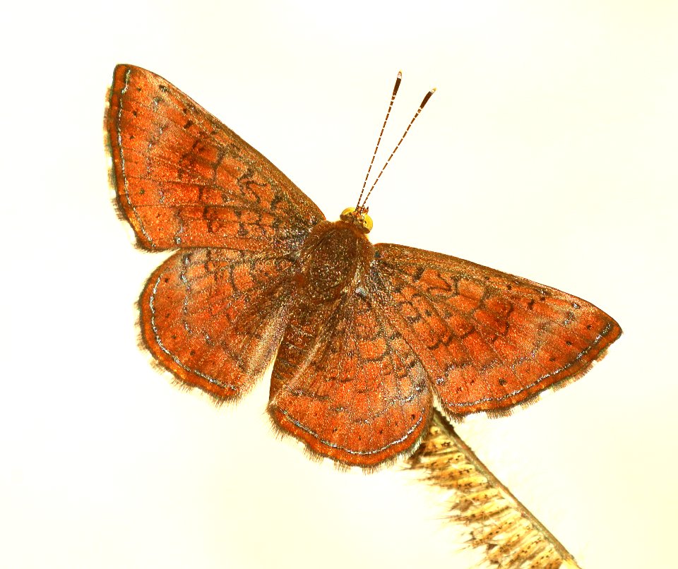 ARIZONA METALMARK (Calephelis arizonensis) (9-29-2019) sycamore canyon, pajarito mts, santa cruz co, az -01