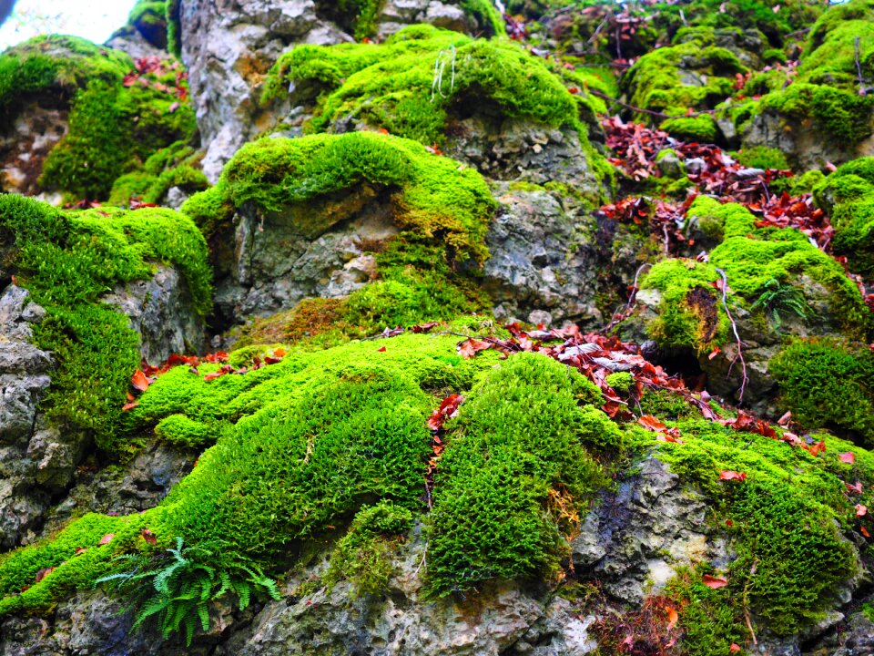 Green overgrown of course