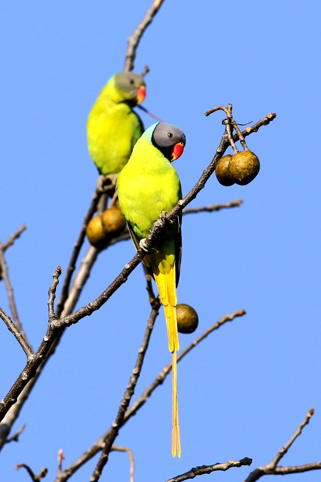  SYT6701 grey-headed parakeet