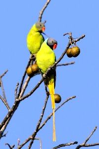  SYT6701 grey-headed parakeet