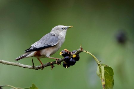  15I5432 灰头椋鸟 Chestnut-tailed Starling