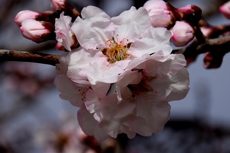 BONITA FLOR DE ALMENDRO