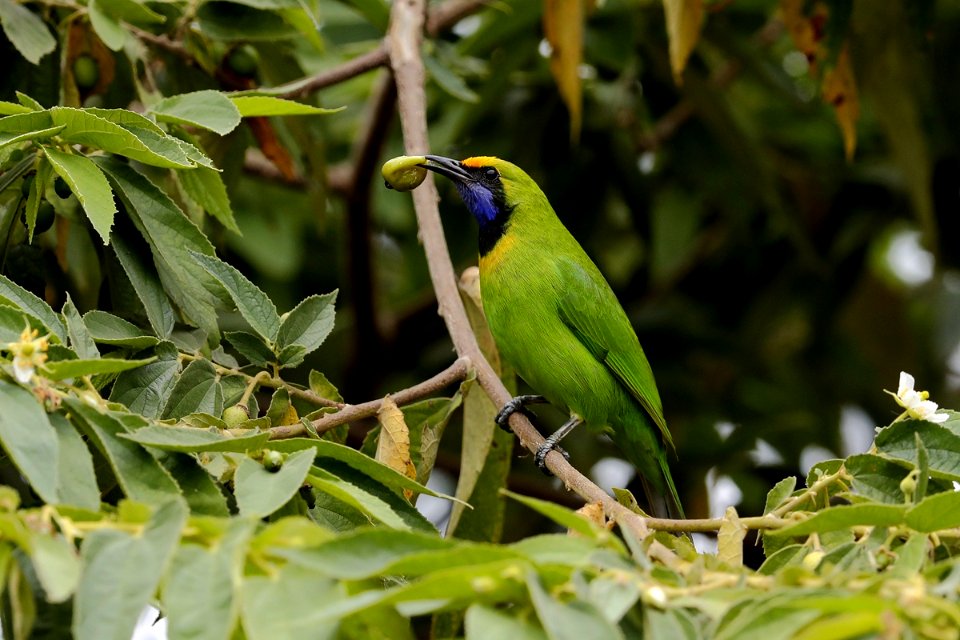  15I5993 Golden-fronted Leafbird