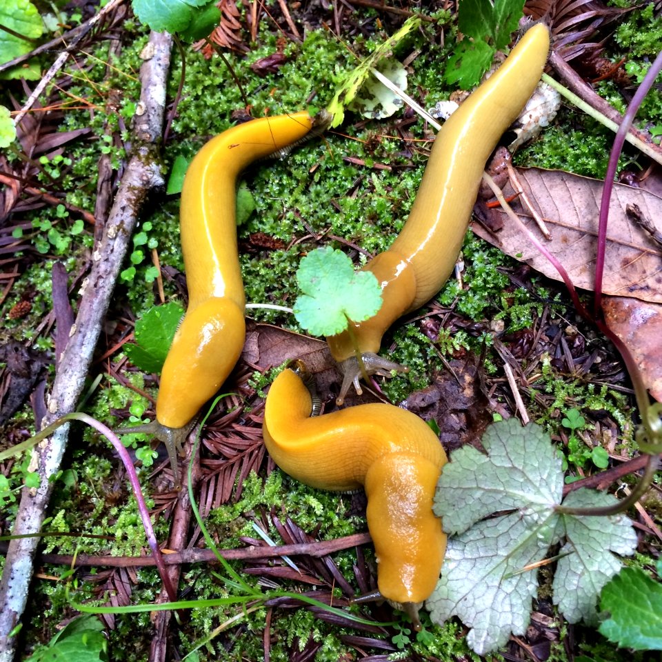 banana slugs