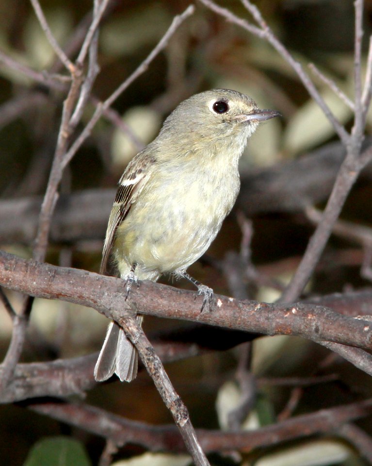 627 - HUTTON'S VIREO (4-12-14) lower humboldt cyn, patagonia mts, scc, az