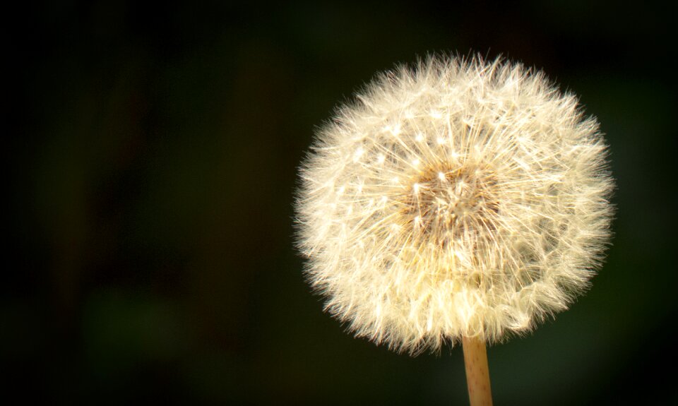 High contrast dandelion seeds wild flowers