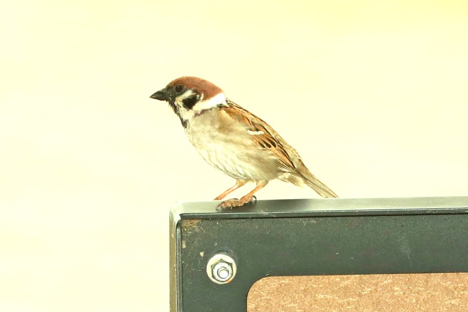 978 - EURASIAN TREE SPARROW (5-31-2018) riverlands audubon center, st charles co, missouri -01