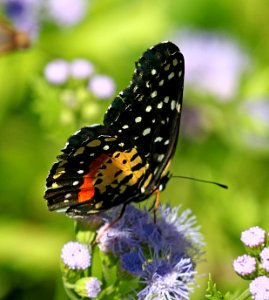 PATCH, CRIMSON (Chlosne janais) (10-26-2015) national butterfly center, mission, hidalgo co, tx -05