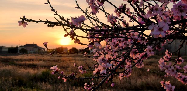 ATARDECER EN EL CAMPO