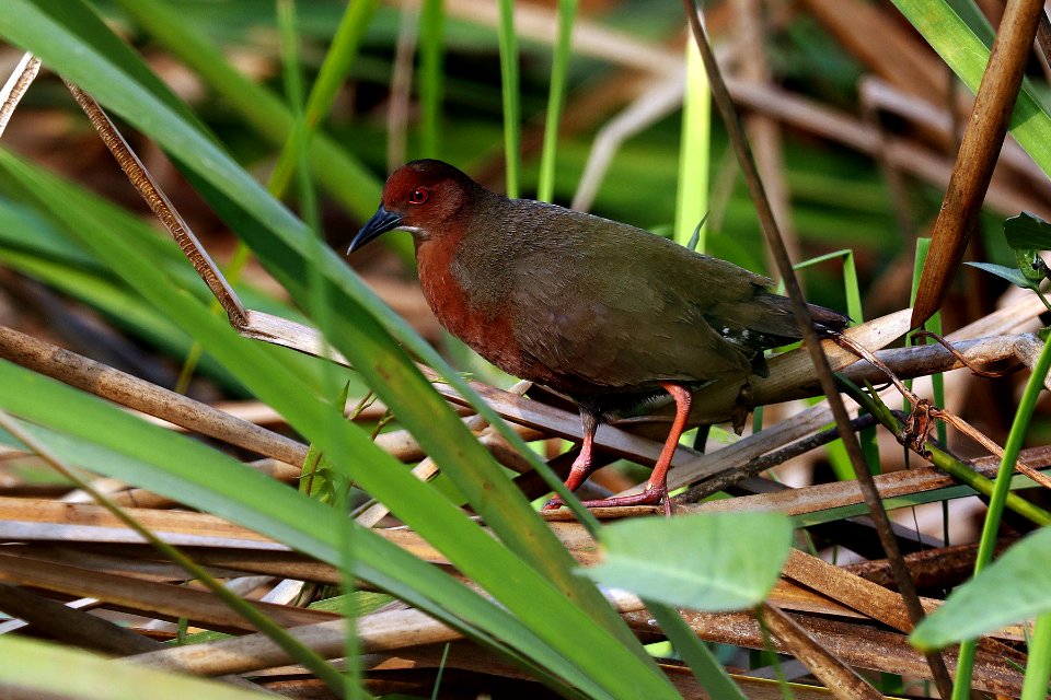  YT 6928 Ruddy-breasted Crake