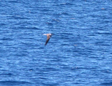 377 - BRIDLED TERN (5-5-14) between dry tortugas and key west, monroe co, fl -02