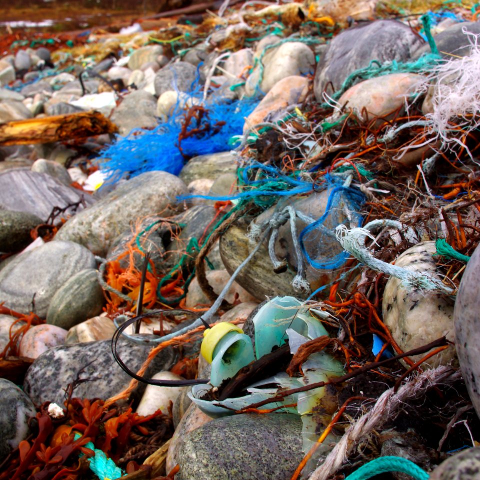Marine litter - ingrown old plastic, looking like new.
