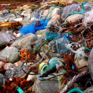 Marine litter - ingrown old plastic, looking like new. photo