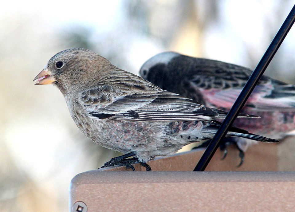 958 - BROWN-CAPPED ROSY-FINCH (12-30-13) sandia peak, bernalillo co, nm  (1)