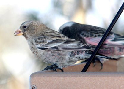 958 - BROWN-CAPPED ROSY-FINCH (12-30-13) sandia peak, bernalillo co, nm  (1)