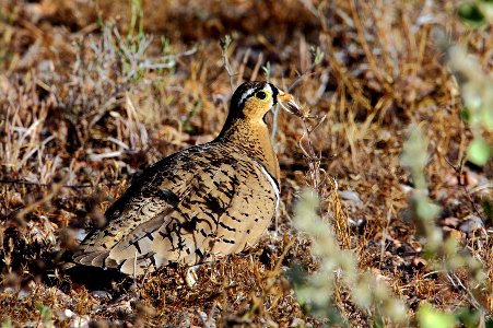 IMG 1264 black-faced sandgrouse