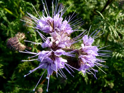 Phacelia