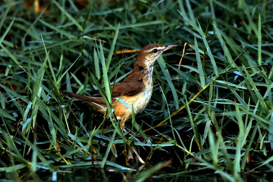  YT 8382 Oreintal Reed Warbler