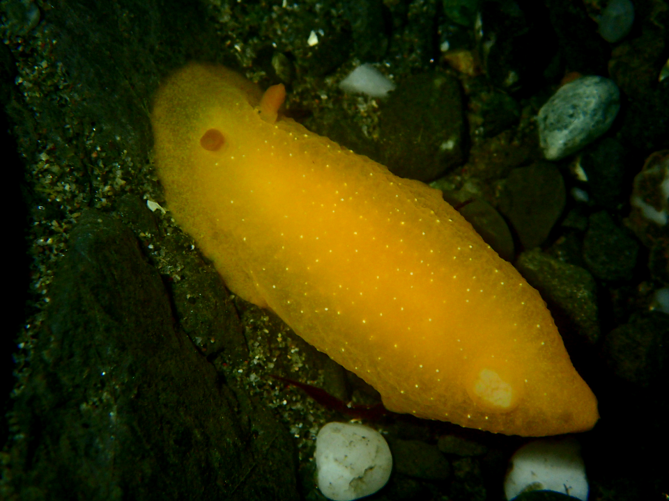 nudibranch Dendrodoris albopunctata