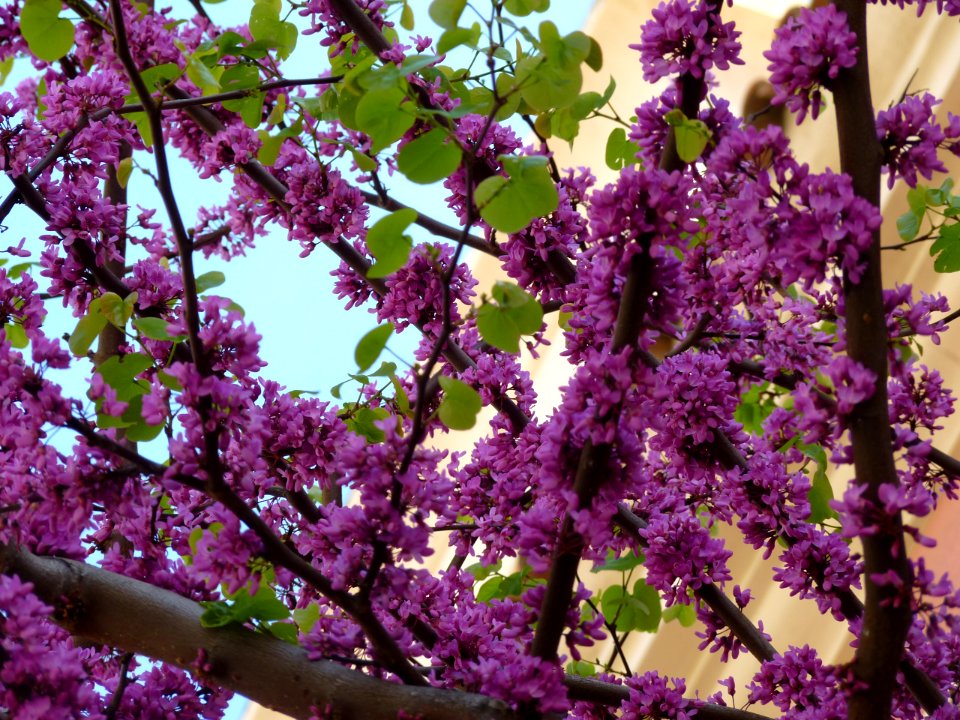 Cercis siliquastrum