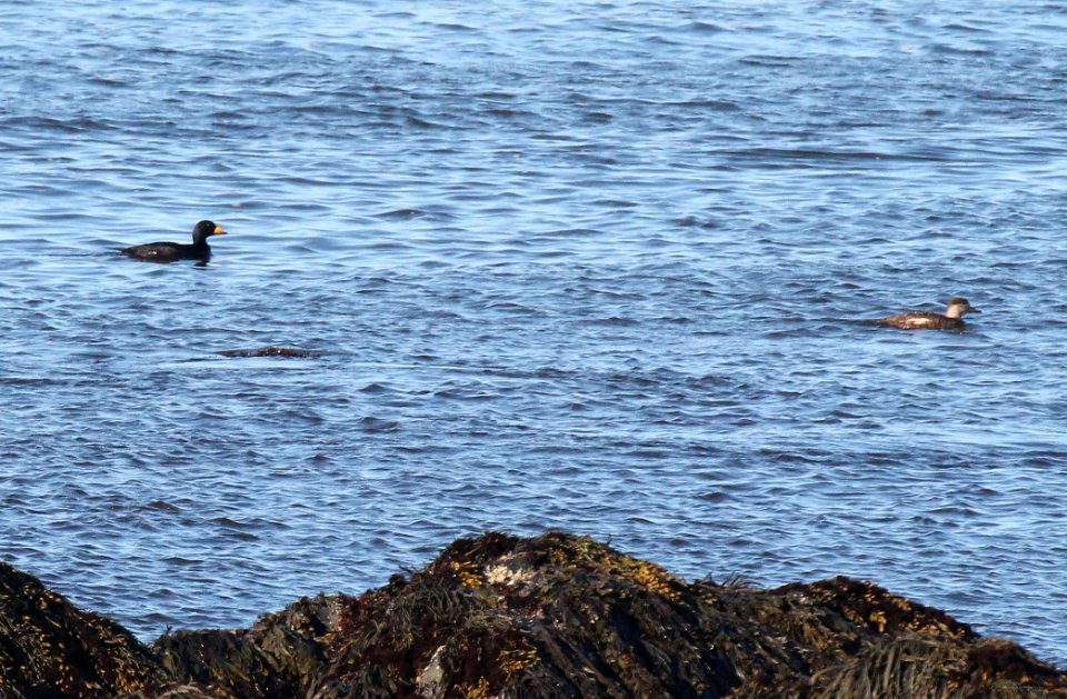 055 - BLACK SCOTER (5-20-2015) rockingham co, new hampshire -01