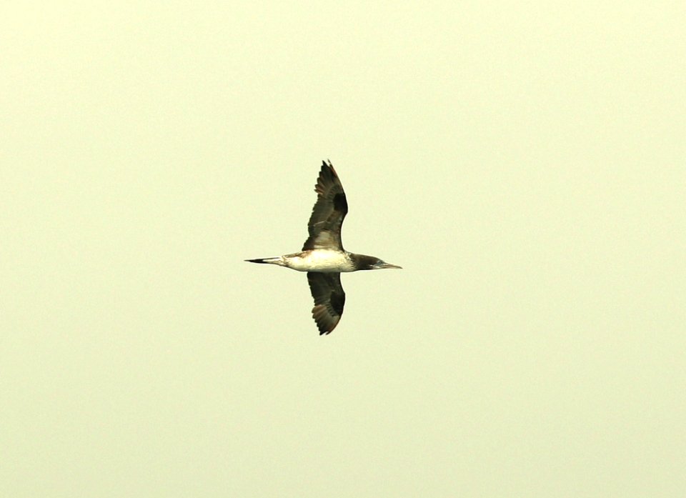 167 - NORTHERN GANNET (9-15-2918) MAS pelagic trip, out of bar harbor, me -13