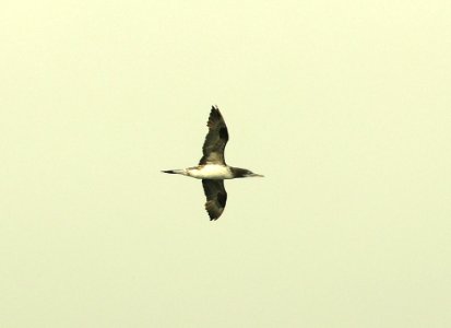 167 - NORTHERN GANNET (9-15-2918) MAS pelagic trip, out of bar harbor, me -13
