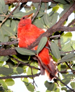 911 - SUMMER TANAGER (9-4-13) pena blanca lake, scc, az -01