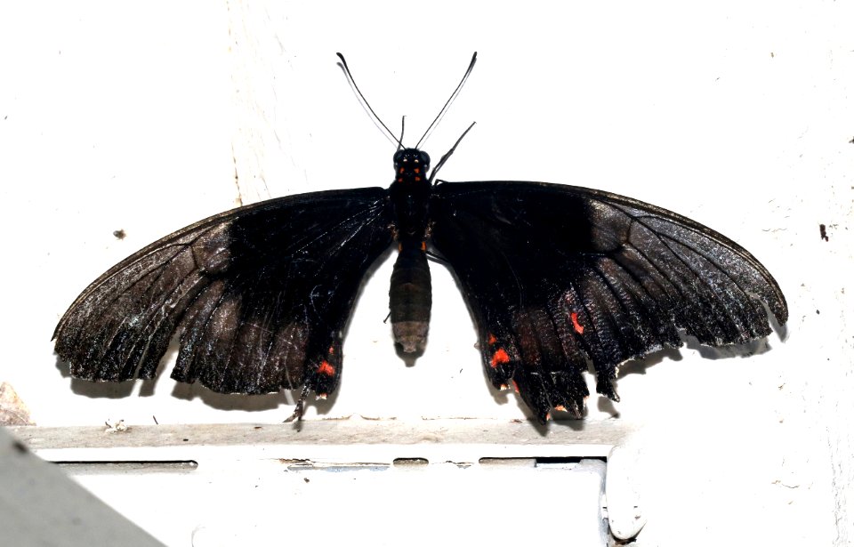 SWALLOWTAIL, RUBY-SPOTTED (Papilio anchisiades) (10-28-2015) santa ana n w r, hidalgo co, ca -01