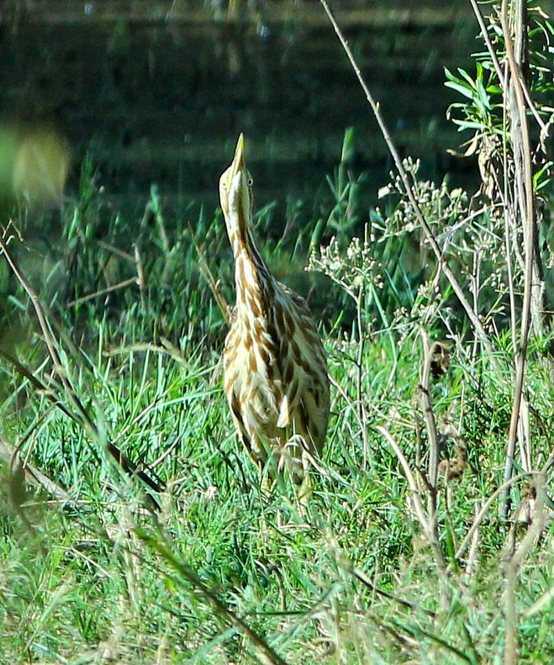 177 - AMERICAN BITTERN (10-24-2014) patagonia lake, santa cruz co, az -02