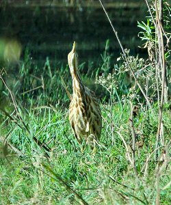177 - AMERICAN BITTERN (10-24-2014) patagonia lake, santa cruz co, az -02