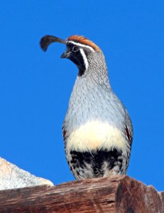070 - GAMBEL'S QUAIL (4-9-14) 78 circulo montana, patagonia lake ranch estates, scc, az -02