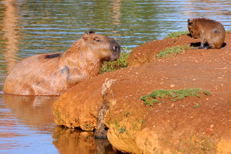 nossa-braslia---capivara-e-filhote 33859267416 o