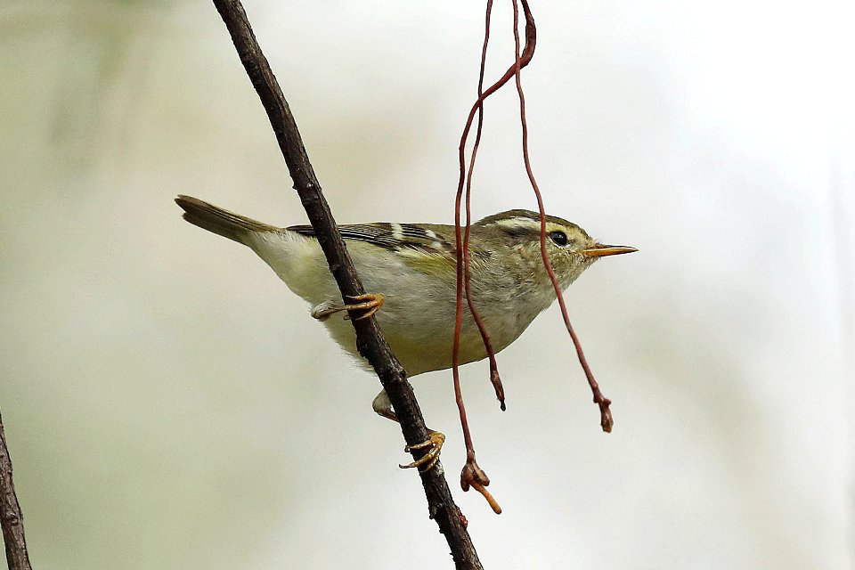  YT 8537 Yellow-browed Warbler