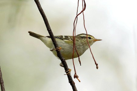  YT 8537 Yellow-browed Warbler