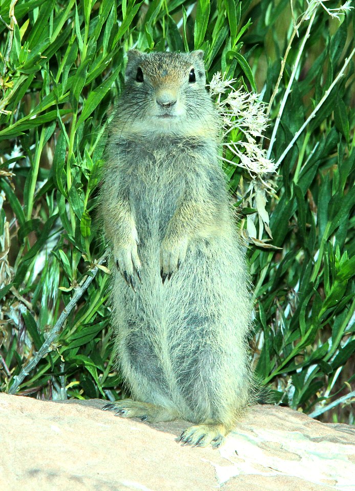 GROUND-SQUIRREL, UINTA (Spermophilus armatus) (6-5-2014) bear creek, west of huntington, emery co, ut   (2)