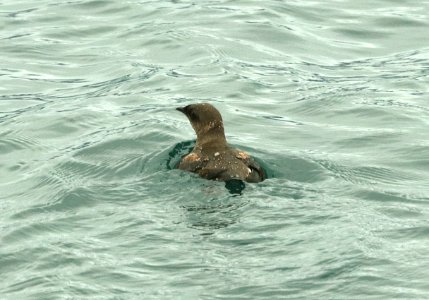 407 - MARBLED MURRELET (6-16-2019) northwest glacier tour, kenai fjords nat park, out of seward, ak -02