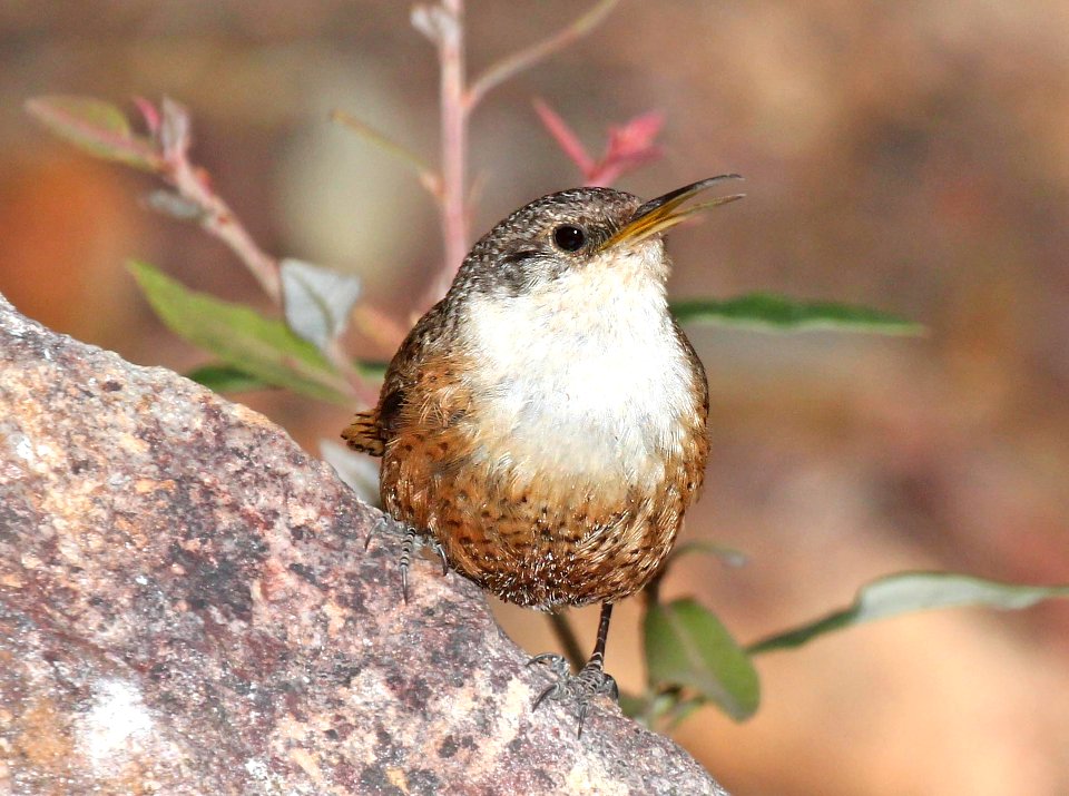 691 - CANYON WREN (5-5-2015) upper humboldt cyn, patagonia mts, santa cruz co, az -14