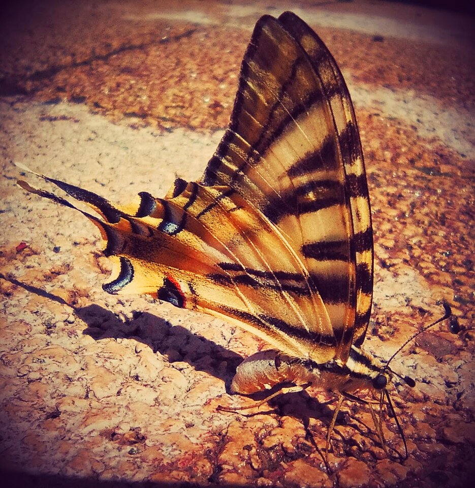 Yellow beauty spring