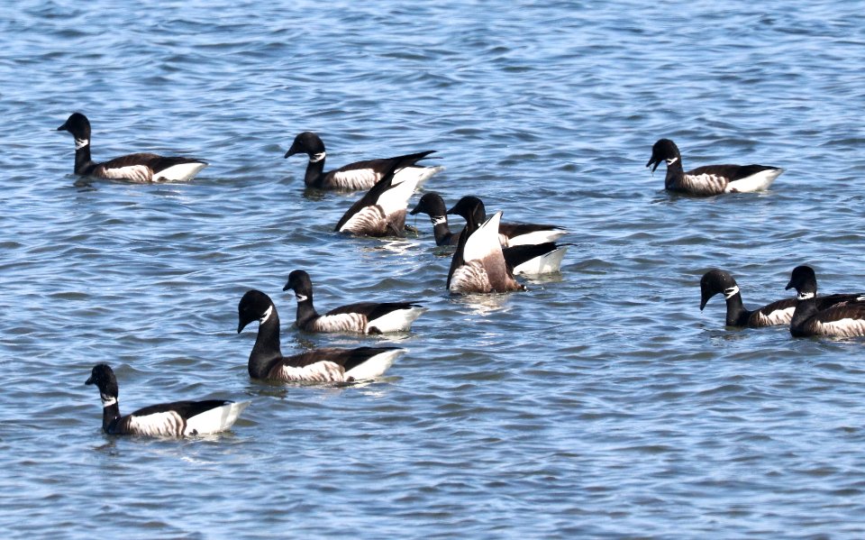 014 - BRANT (3-9-2018)