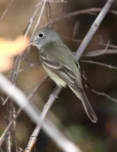 580 - HAMMOND'S FLYCATCHER (4-24-14) huachuca cyn, cochise co, az -01