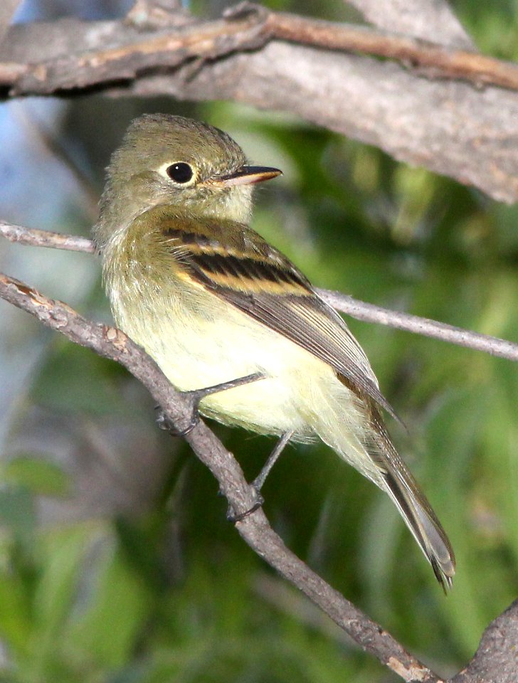 583 - PACIFIC-SLOPE FLYCATCHER (9-16-13) patagonia lake scc, az -01