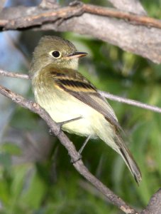 583 - PACIFIC-SLOPE FLYCATCHER (9-16-13) patagonia lake scc, az -01