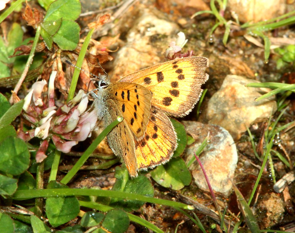 COPPER, PURPLISH (Lycaena helloides) (8-20-13) 10,500 ft, just s of elwood pass, far n-w conejos co, co -01